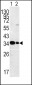 MPST Antibody (C-term)